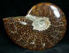Cleoniceras Ammonite Fossil - Madagascar #7357-1
